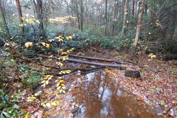 Rainy day in Alan Seeger Natural Area