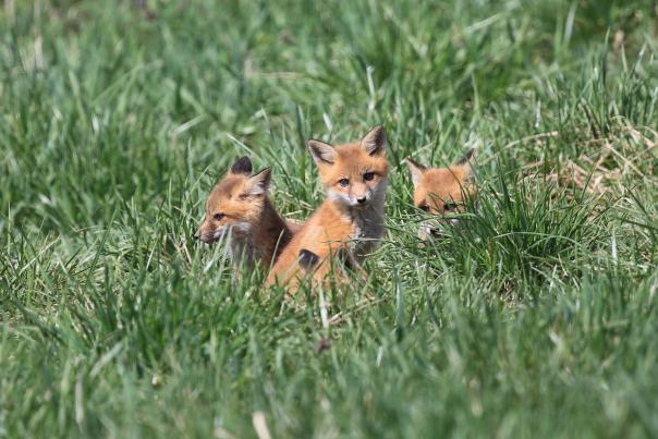 Baby foxes at Skills Park