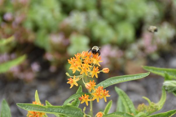 honeybee and flowers