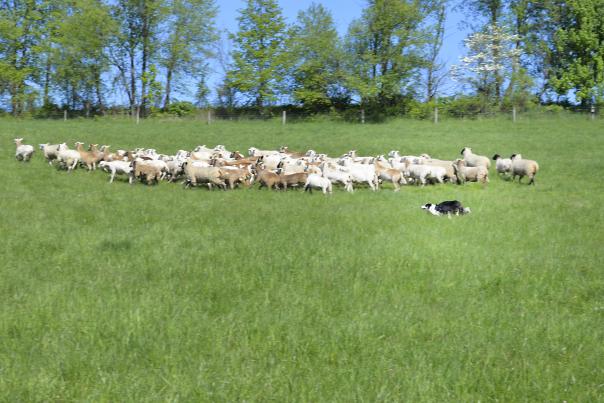FTF Woodcock Hollow Farm