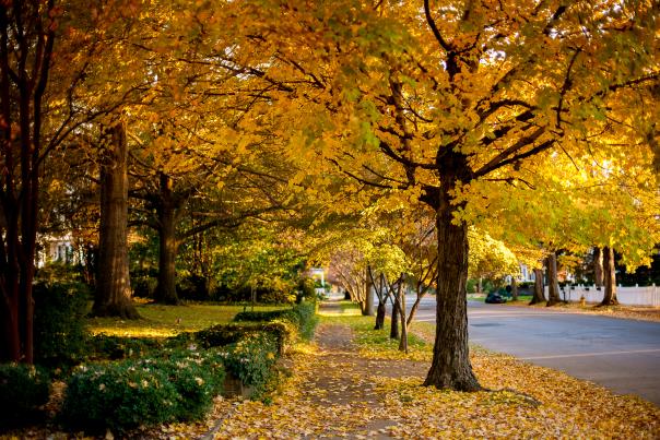 Fall colors - downtown trees - Kadie Pangburn