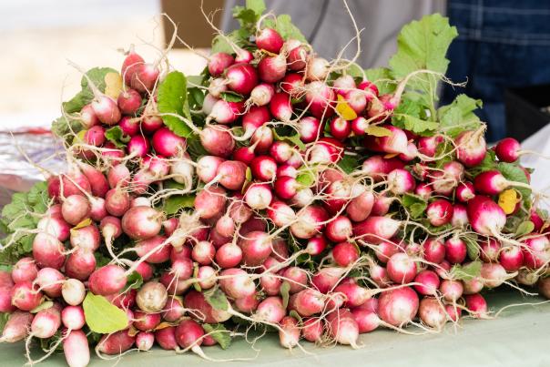 French-Breakfast-Madison-City-Farmers-Market-radish