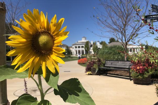 Sunflower Huntsville Botanical Gardens