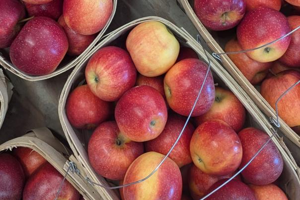 Apples - Scotts Orchard