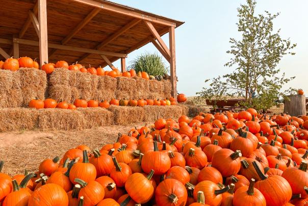 Pumpkin Patch