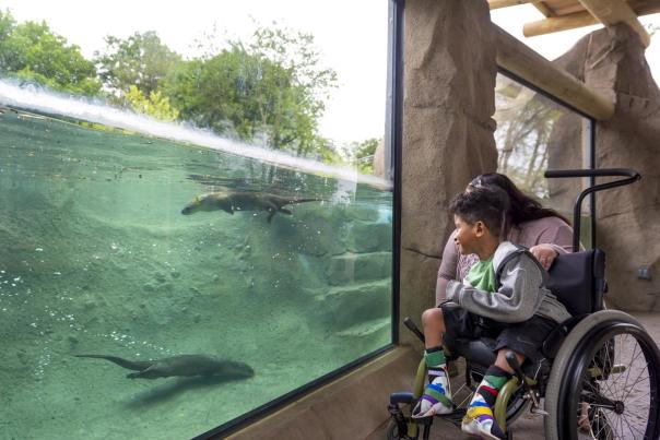 A boy in a wheelchair watches otters at the Fort Wayne Zoo