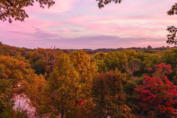 Banner of trees in autumn