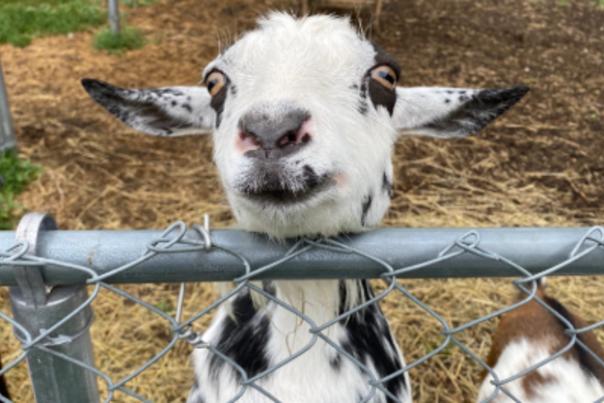 Creme de la Crop goat walking