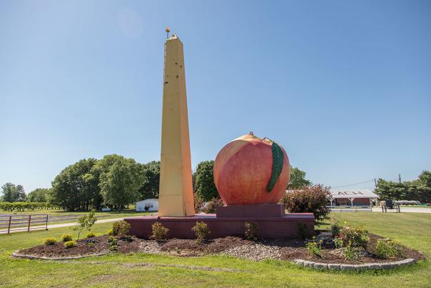 Big Peach in Bruceville Knox County