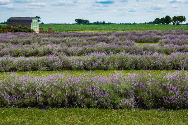 Dollie's Farm Lavender Shot