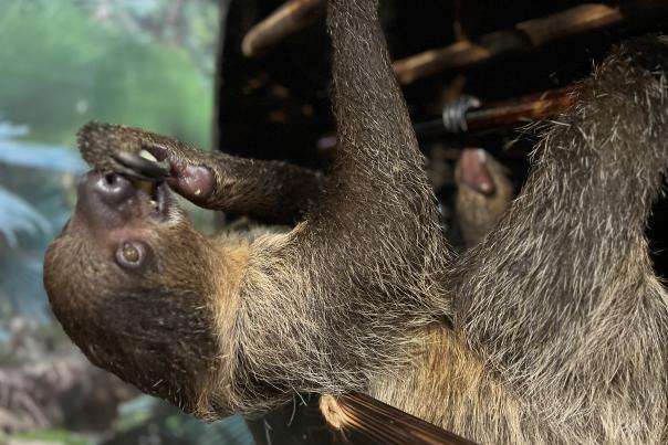 sloth encounter wilstem wildlife park -feeding time