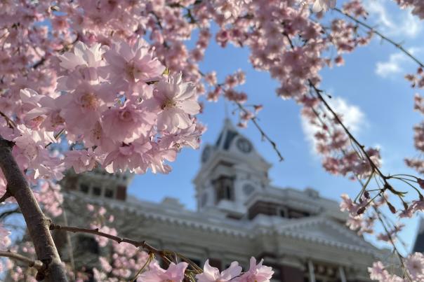 Cherry blossoms in bloom at the Johnson County Courthouse in Franklin of Festival Country