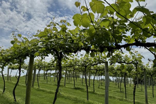 Oliver Winery Vineyard