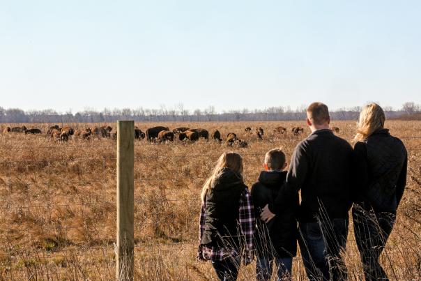 Kankakee-Sands-Bison-15