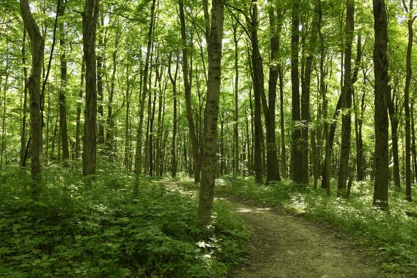 DePauw Nature Park trail