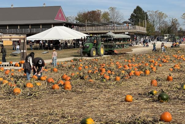 Dull's Pumpkin Harvest