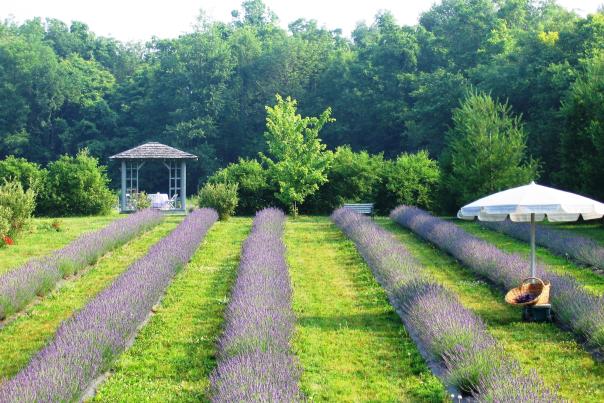 Willowfield Lavendar Farm