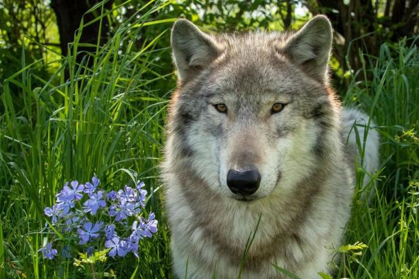 Wolf Park Greater Lafayette