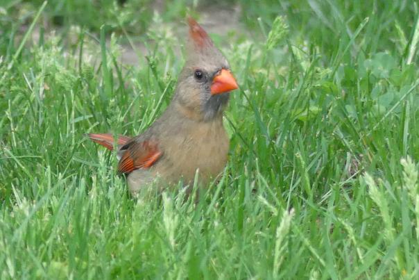 Female Northern Cardinal Noble County Birding