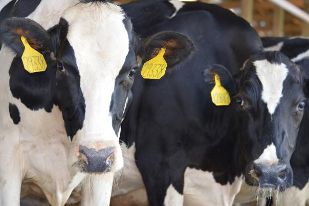 Cows at Fair Oaks Farms