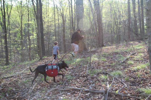 mushroom hunting with dog, Visit Bloomington
