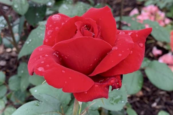 Richmond Rose Garden red rose in bloom