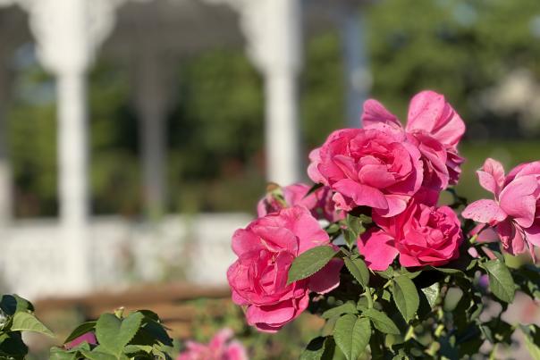 Richmond Rose Garden - pink roses