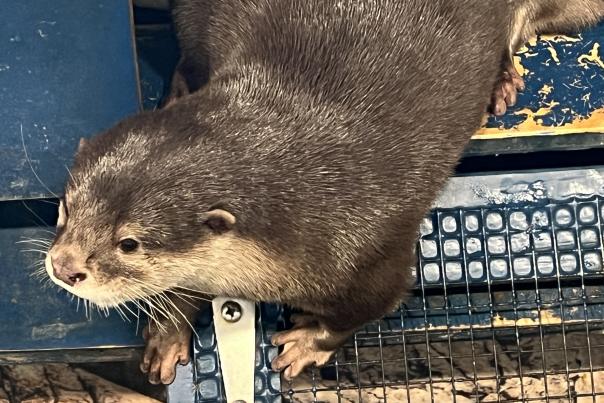 wilstem wildlife park otter encounter