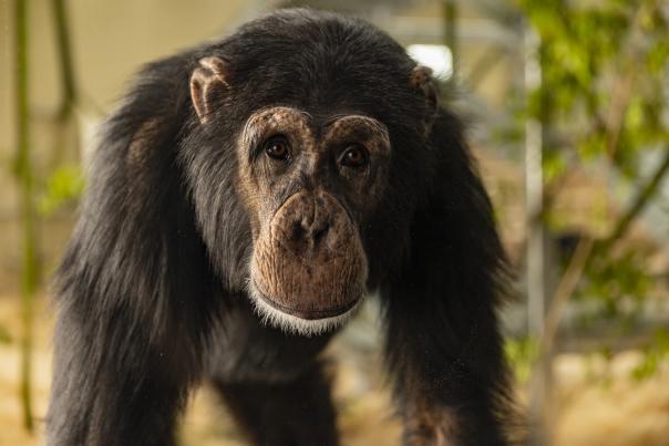 Chimpanzee at Zoo