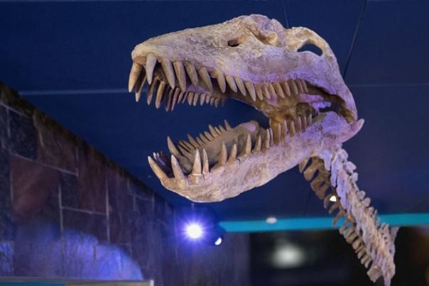 The Children's Museum's New Dinosphere Exhibit