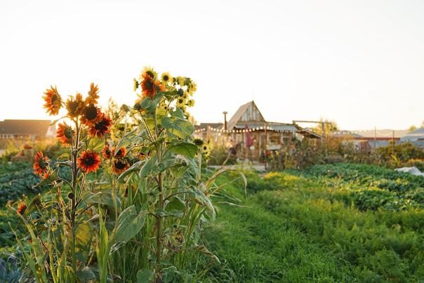 Red Acre Farm Stand in Fall
