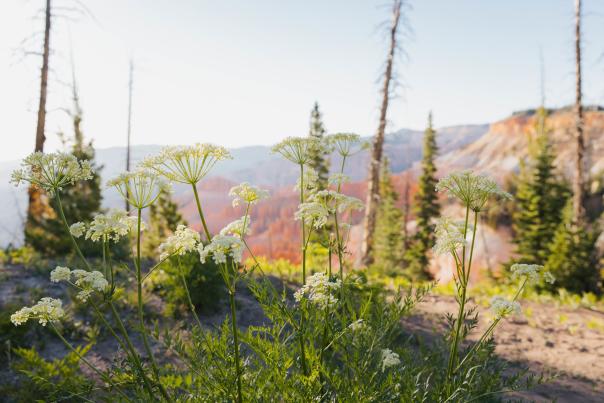 White flowers bloom in front of the vibrant red rock formations of Cedar Breaks National Monument in Southern Utah.
