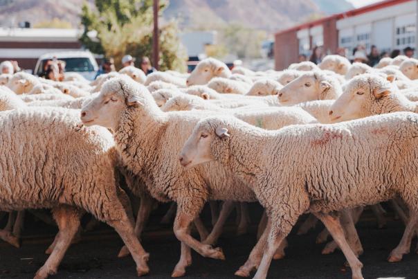 Cedar City Sheep Parade, Livestock & Heritage Festival - October