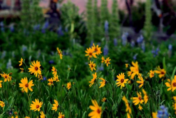 From Sunflowers to Evening Primrose_ Cedar Breaks National Monument's Wildflower Festival