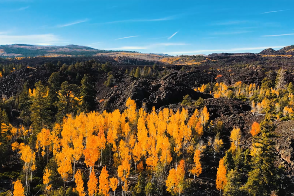 Fall Color on Mammoth Creek Road