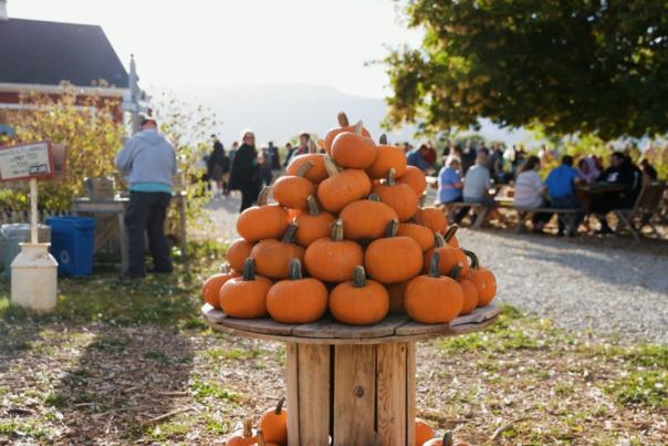 Pumpkins at Red Acre Farm CSA