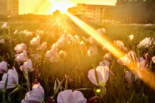 Sun peeking through buildings onto wildflowers