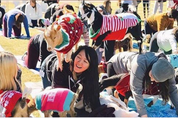 Goat yoga with goats in Christmas sweaters