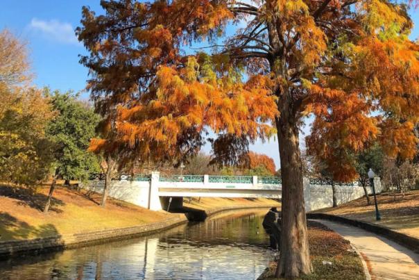 Fall-colored tree over the canal in Las Colinas