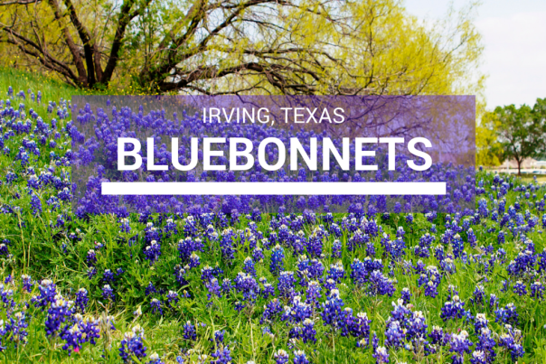 A field of bluebonnets in Irving, Texas