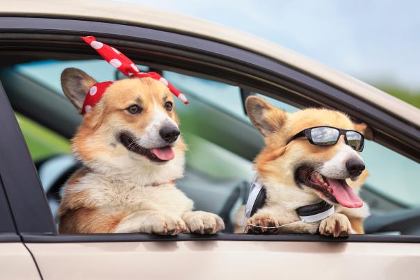 Two Corgis in a car playing dress-up with the car window rolled down.