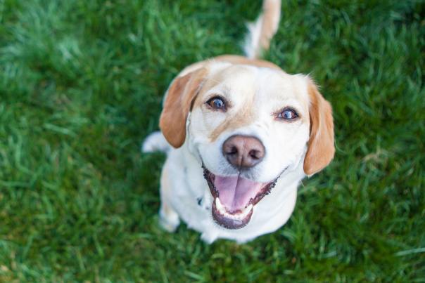 Smiling dog