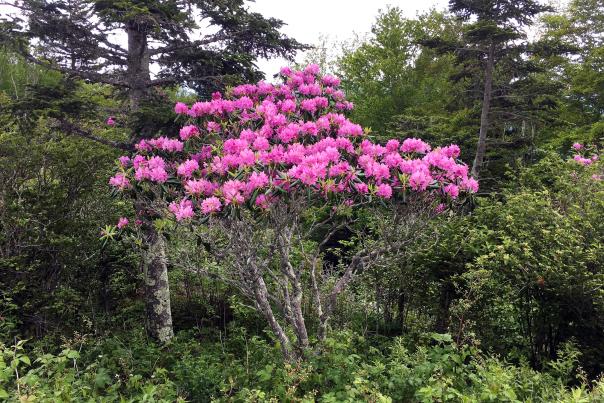 Catawba rhododendron