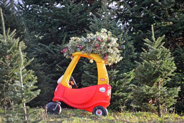 choose-and-cut-mary-anne-baker-019