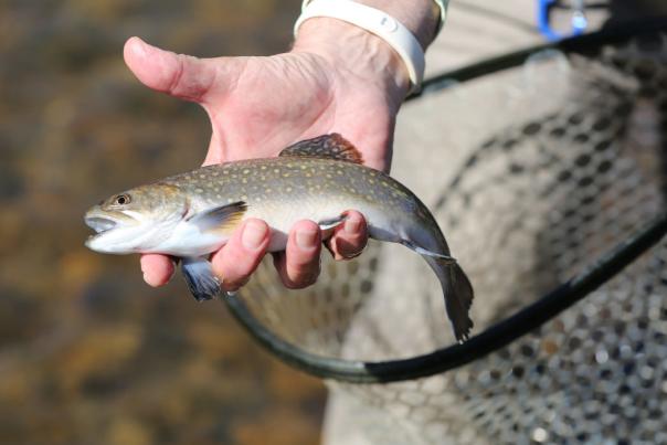 fly fishing blog cover