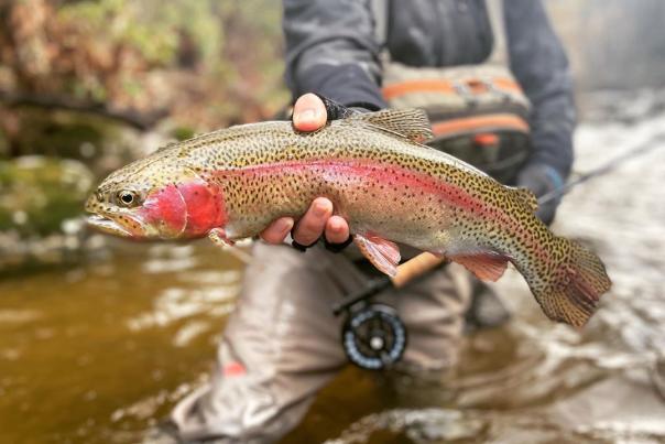 mgreer01-Instagram-1563-ig-17866142857561131