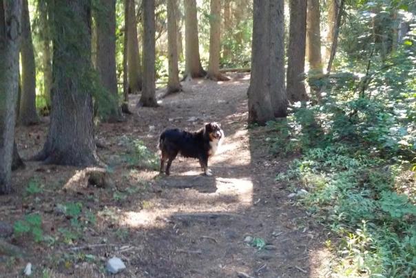 Dog on Trail