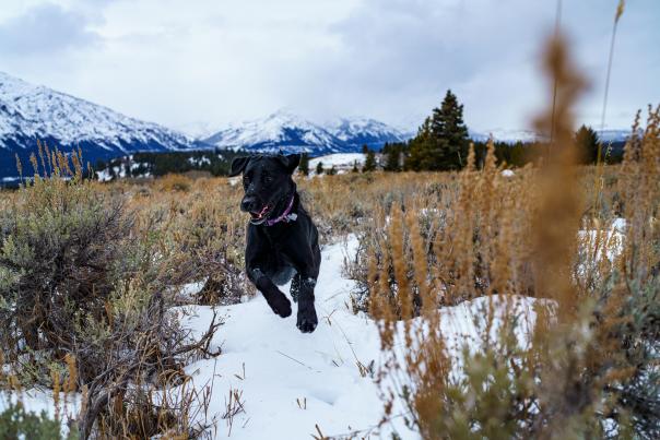 Pet Friendly Jackson Hole Blog