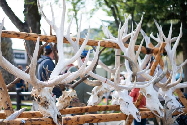 ElkFest - 2025