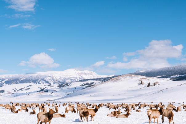 Elk Herd on Refuge